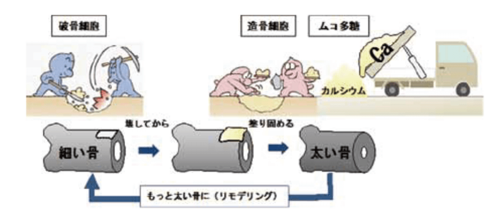 電解質・陽イオンの移動