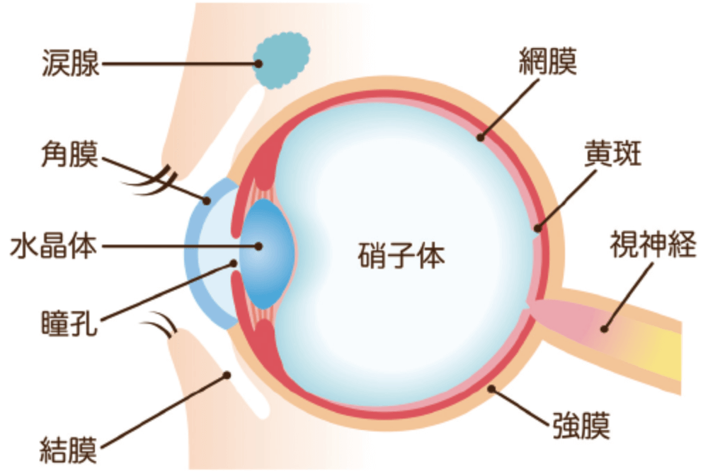 角膜での涙の保持作用